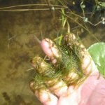 plant 2-2.JPG