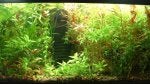 filterless tank.JPG