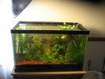 june 26 2011 10 gallon.jpg