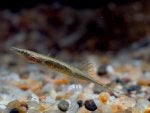 Indostomus paradoxus2.JPG