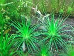Plant Plant community Green Leaf Terrestrial plant