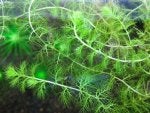 Plant Terrestrial plant Vegetation Natural landscape Tree