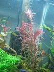 Plant Vertebrate Water Terrestrial plant Vegetation