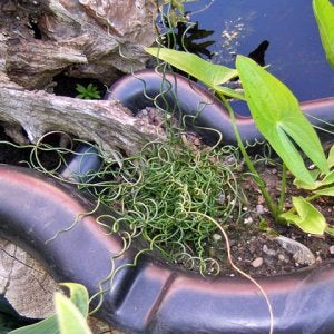 Juccus effusus 'Spiralis'