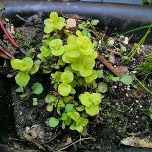 Lysimachia nummularia