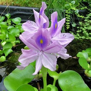 Water hyacinth (Eichhornia crassipes)